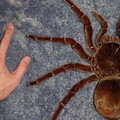 goliath_bird_eater_tarantula.jpg