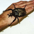 goliathbeetle.jpg