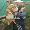 guinae_pig.jpg