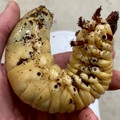 hercules_beetle_larva.mp4