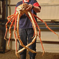 japapnese_spider_crab_2.jpg