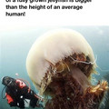 jellyfish 2.jpg