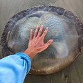 jellyfish.jpg
