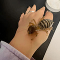 jerusalem_cricket.jpg