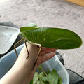 katydid.jpg