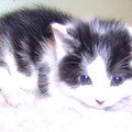 kitty7.jpg