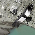 kondorpa_DW_Wissens_300267g.jpg