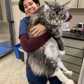 maine coon 2.jpg