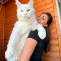 maine coon.jpg