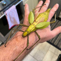 malayan_jungle_nymph.jpg