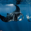 manta_ray_3.jpg