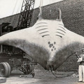manta_ray_4.jpg