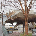 moose.jpg