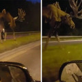 moose_2.jpg