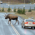 moose_3.jpg
