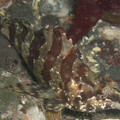 painted_greenling.jpg