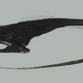 pelican-eel.jpg