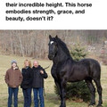 percheron horse.jpg
