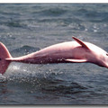 pinkdolphin.jpg