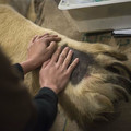 polar_bear_paw.jpg