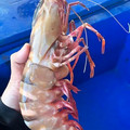 prawn.jpg