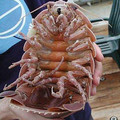 r_Giant_isopod.jpg