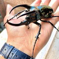 rhino beetle.jpg