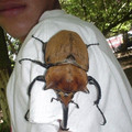 rhinocerous beetle.jpg