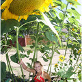 rj_sunflower_02.jpg