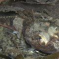roughback_sculpin.jpg