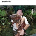 salamander 2.jpg