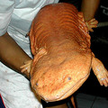 salamander_1.jpg