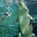 salt_water_crocodile.jpg