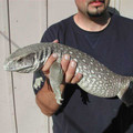 savannah_monitor_lizard.jpg