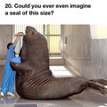 seal.jpg