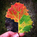 september_leaf.jpg