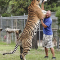 siberian_tiger_2.jpg