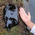 slug.jpg