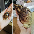 snail_3.jpg