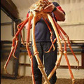 spidercrab.jpg