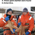 starfish.jpg