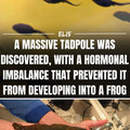 tadpole 2.jpg