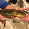 tadpole.jpg