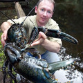 tasmanian freshwater lobster.jpg
