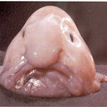 the-blobfish.jpg