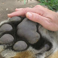 tiger_paw.jpg