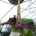 titan arum.jpg