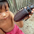 titanbeetle.jpg
