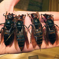 vespa_mandarinia_aka_asian_giant_hornet.jpg