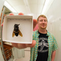 wallace_s_giant_bee.jpg